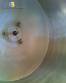 Tanque de acero inoxidable Plurinox